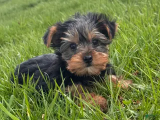 Yorkshire Terrier dogs York - Ad 8