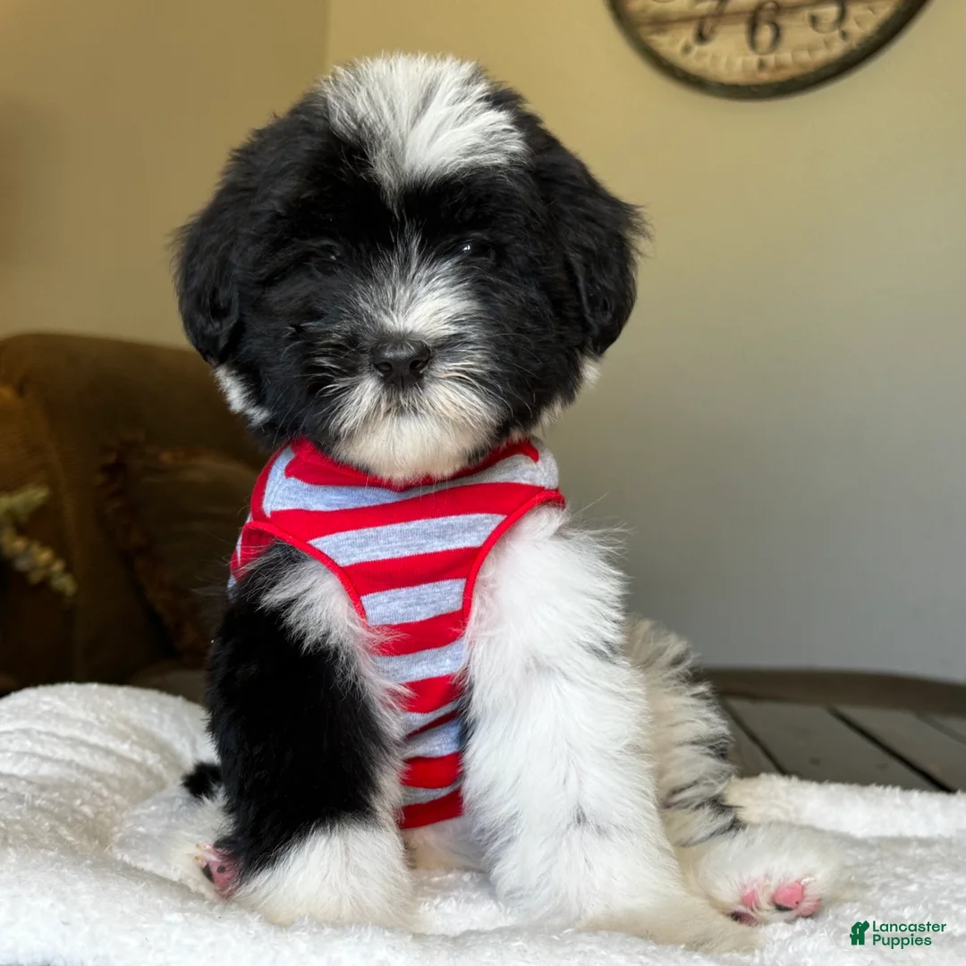 Sheepadoodle dogs for sale: Wrangler - Ad 8