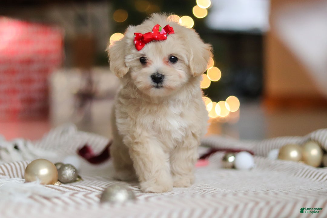 Maltipoo dogs for sale: Camila - Ad 6