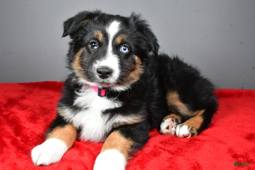 Miniature Australian Shepherd dogs for sale: Hannah - Ad 1