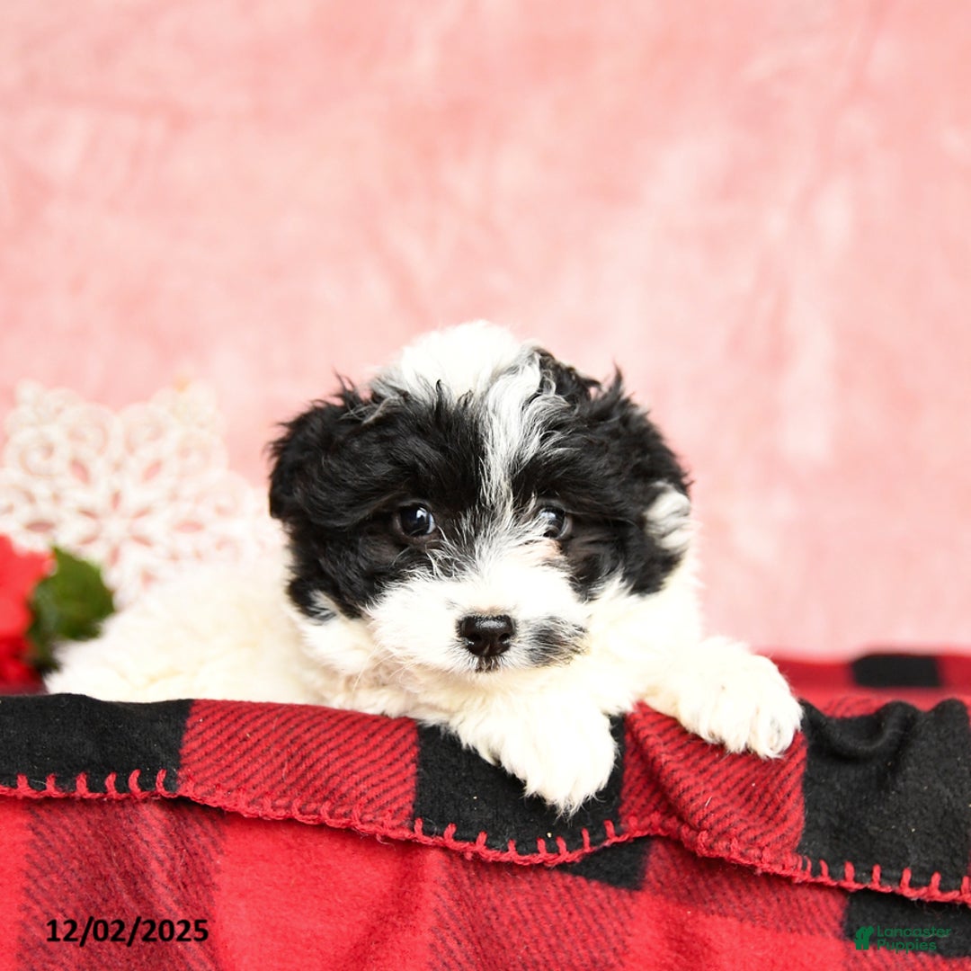 Mixed Breed dogs for sale: Nutella - Ad 2