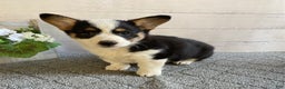 Welsh Corgi Pembroke dogs for sale: Polly - Ad 3