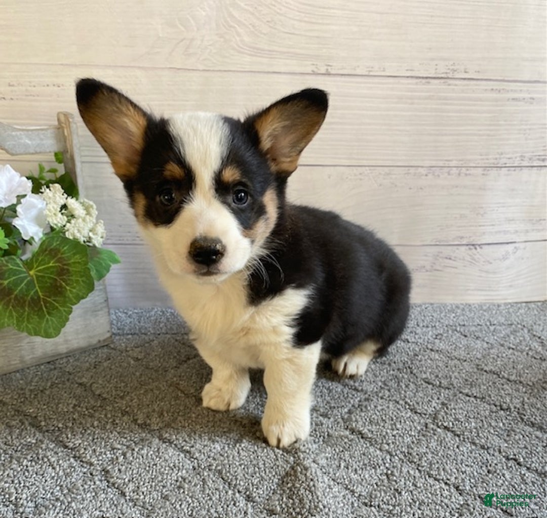 Welsh Corgi Pembroke dogs for sale: Polly - Ad 3