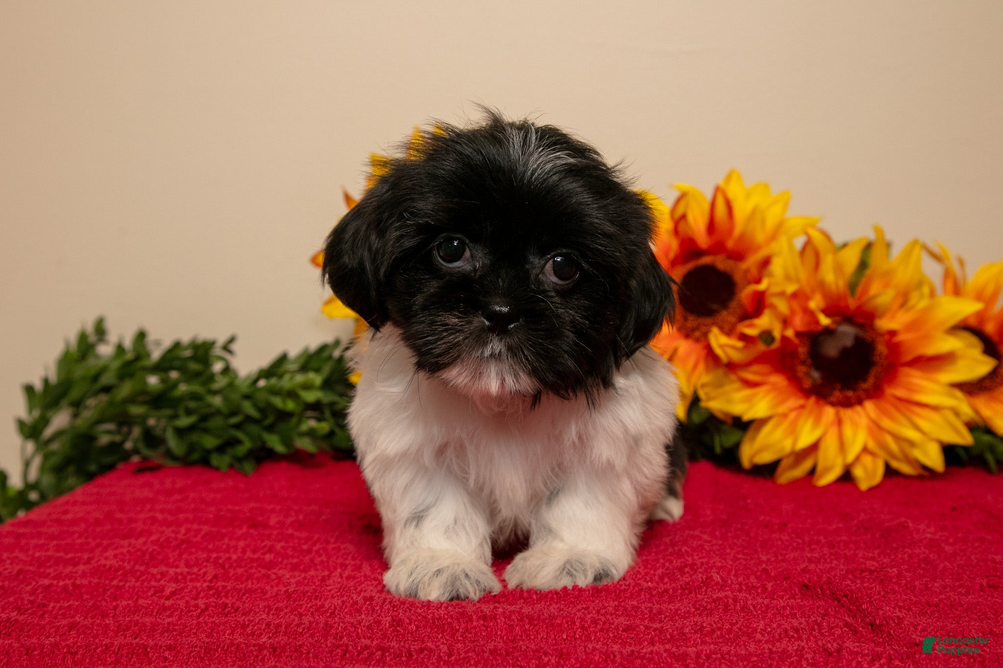 Shih Tzu dogs for sale: Tina - Ad 1