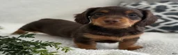 Miniature Dachshund dogs for sale: Tarla - Ad 5