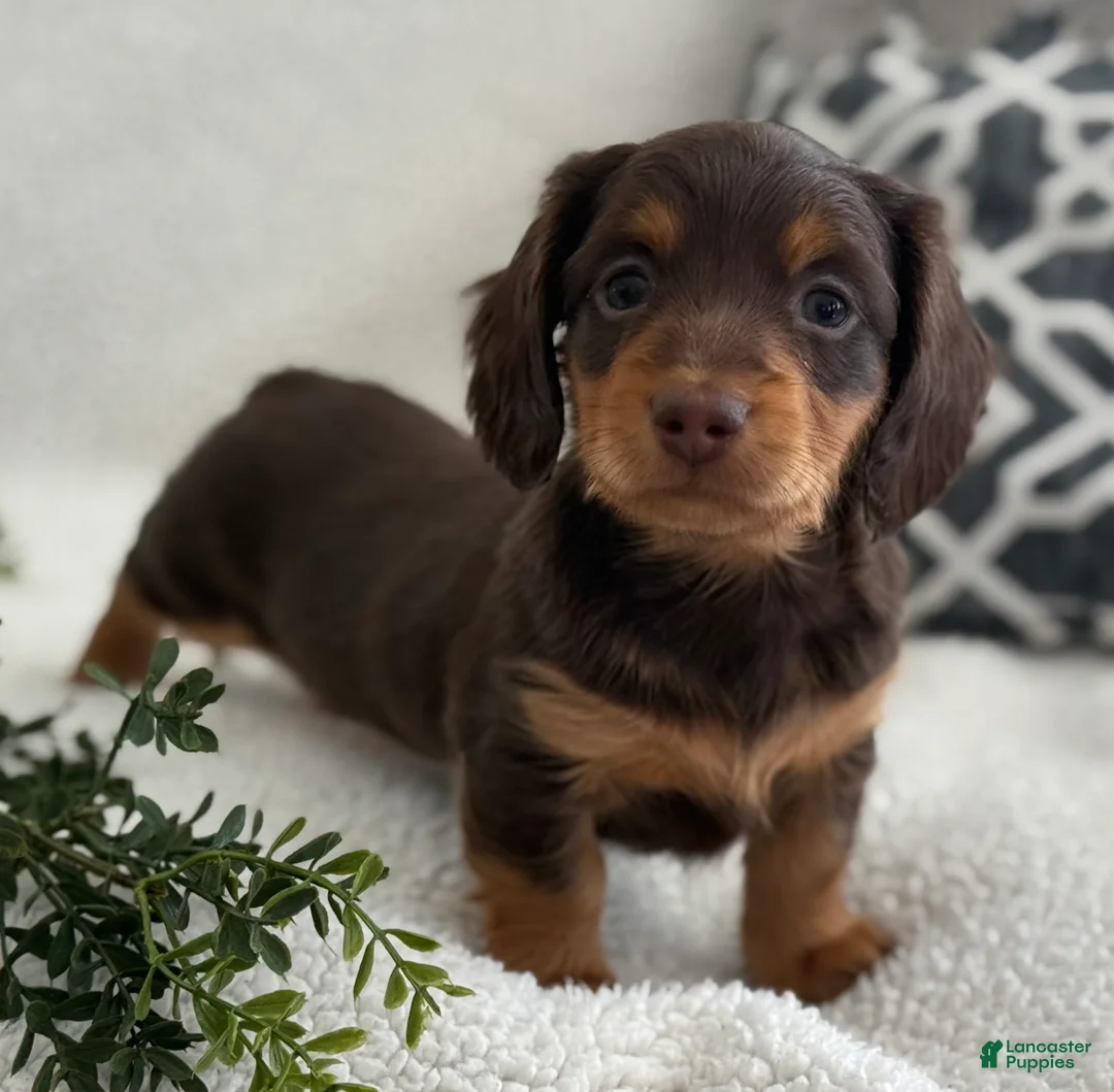 Miniature Dachshund dogs for sale: Tarla - Ad 5