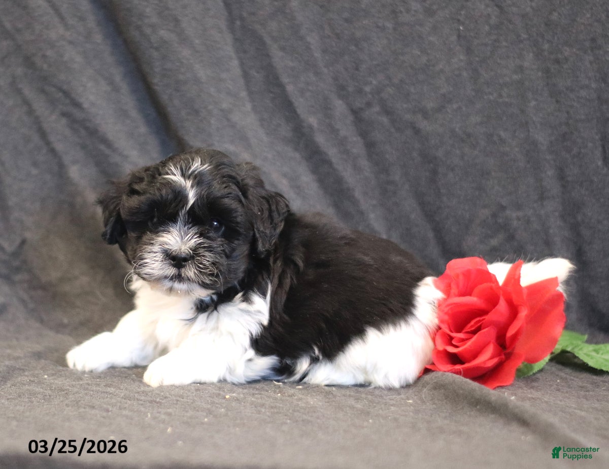 Teddy Bear dogs Noah - Ad 2