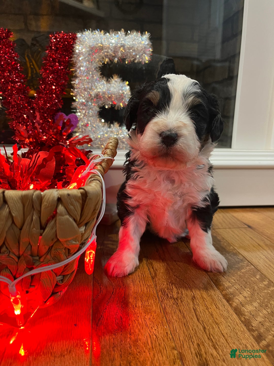 Mini Bernedoodle dogs for sale: Kahlua - Ad 2