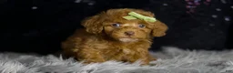 Toy Poodle dogs for sale: Fresno - Ad 4