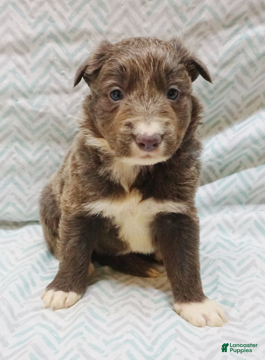 Border Collie dogs for sale: Chris - Ad 1