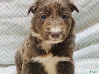 Border Collie dogs Chris - Ad 5