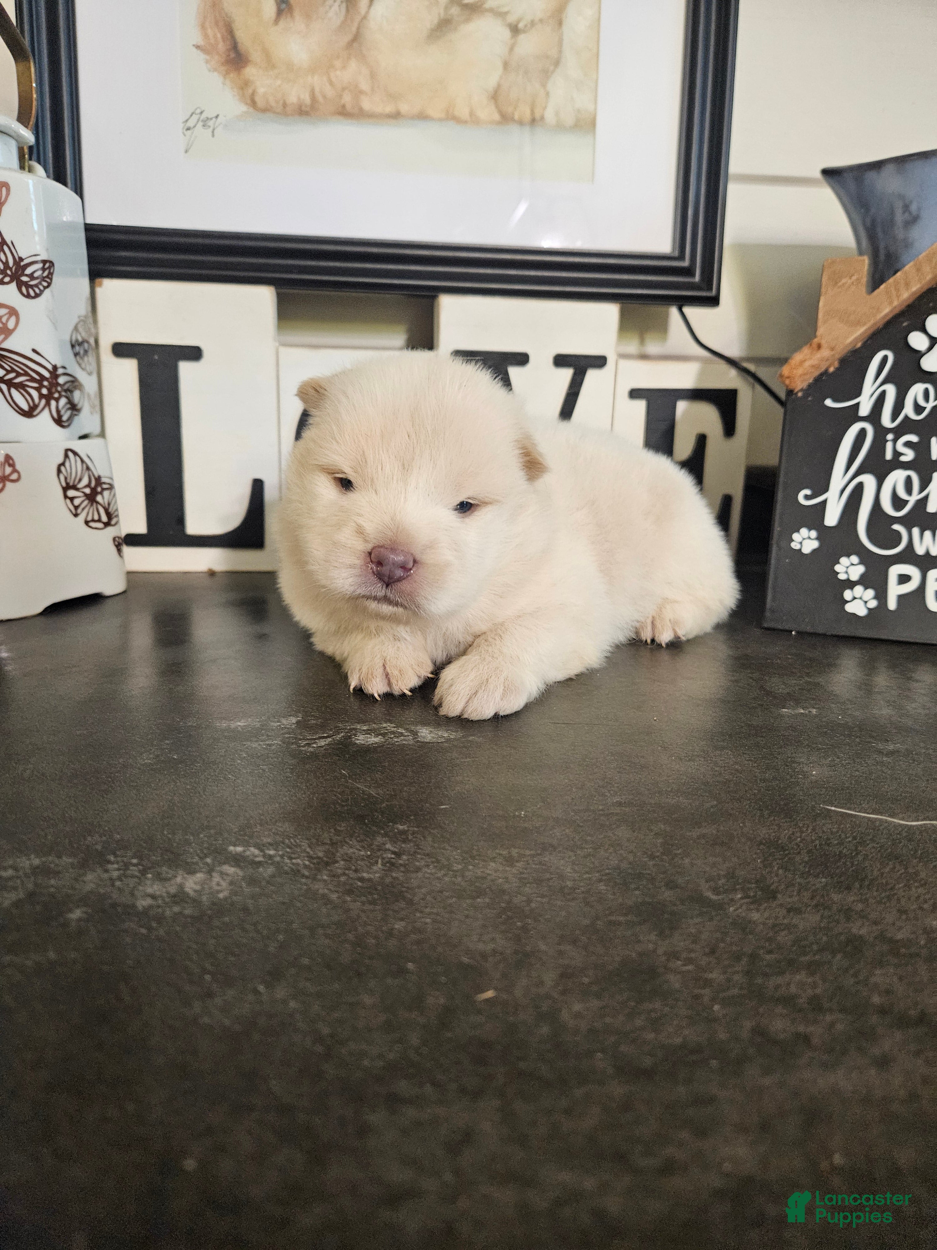 Chow Chow dogs Chow Chow 4 - Ad 1