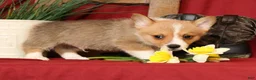 Welsh Corgi Pembroke dogs for sale: Duke Genetic Clear - Ad 6