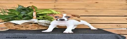 Jack Russell Terrier dogs for sale: Tasha - Ad 8