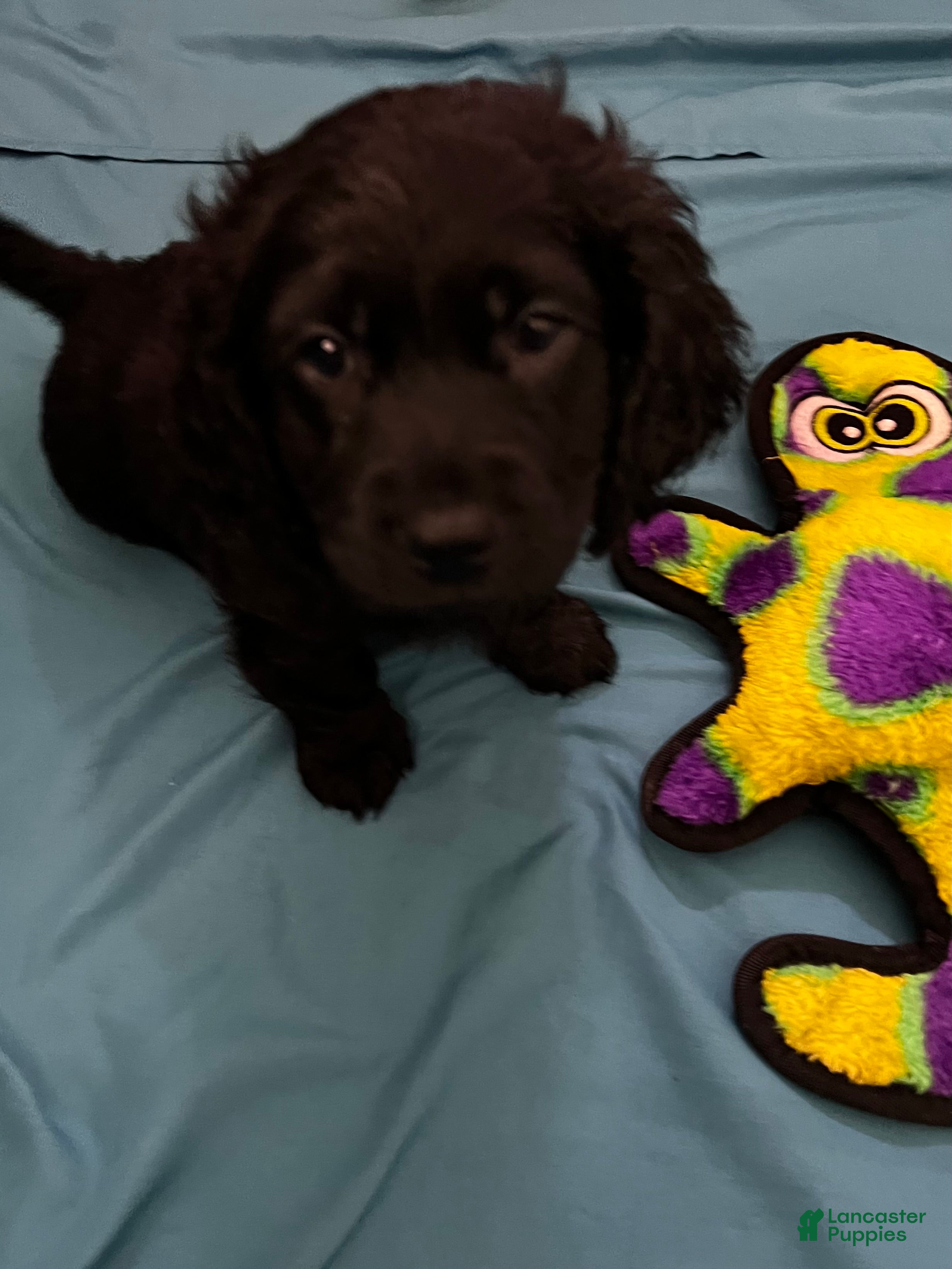 Cockapoo dogs Rico - Ad 1