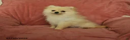 Pomeranian dogs for sale: Chester - Ad 3