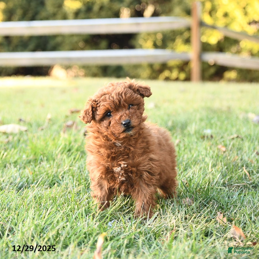 Miniature Labradoodle dogs Amber - Ad 5