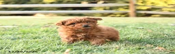 Miniature Labradoodle dogs for sale: Amber - Ad 1