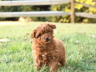 Miniature Labradoodle dogs Amber - Ad 1