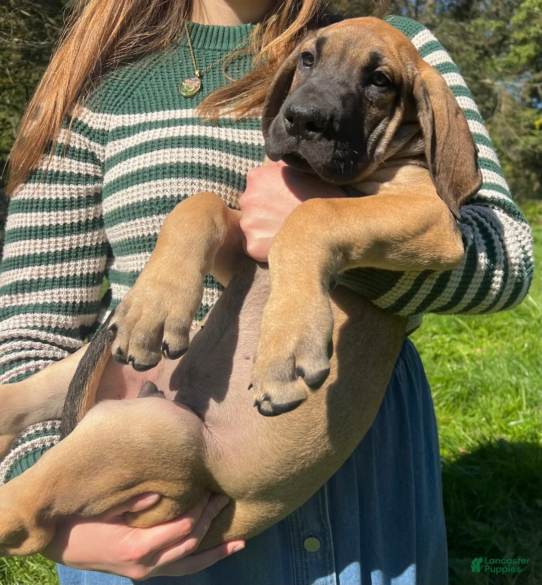 Great Dane dogs for sale: Warren - Ad 2