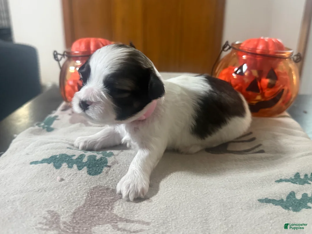 Teddy Bear dogs for sale: Teddy Bear pink female  - Ad 1