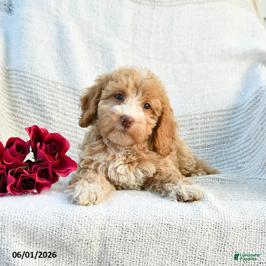 Mini Goldendoodle dogs Mabel - Ad 2