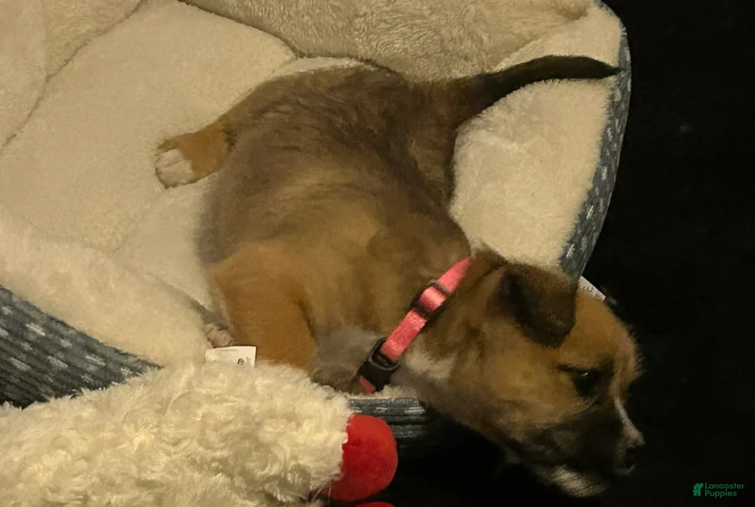 Mixed Breed dogs for sale: Mixed Breed Puppy 2 - Ad 3