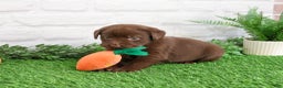 Labrador Retriever dogs for sale: Nutmeg - Ad 9