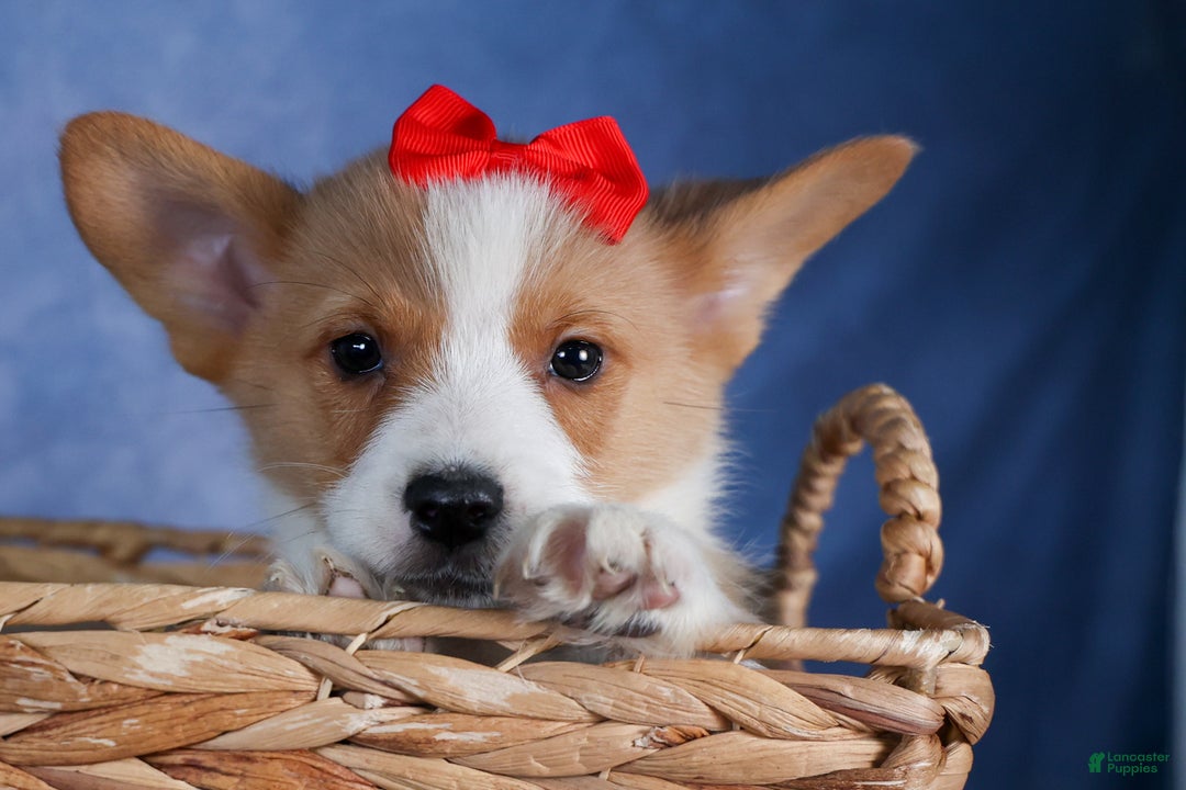 Welsh Corgi Pembroke dogs for sale: Mack - Ad 20