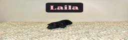 Labradoodle dogs for sale: Laila  - Ad 3