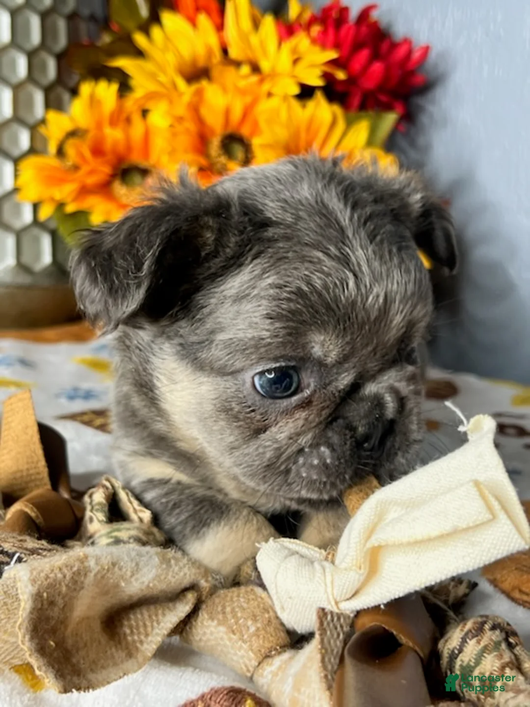 French Bulldog dogs for sale: Blue and Tan Full Fluffy Girl - Ad 4