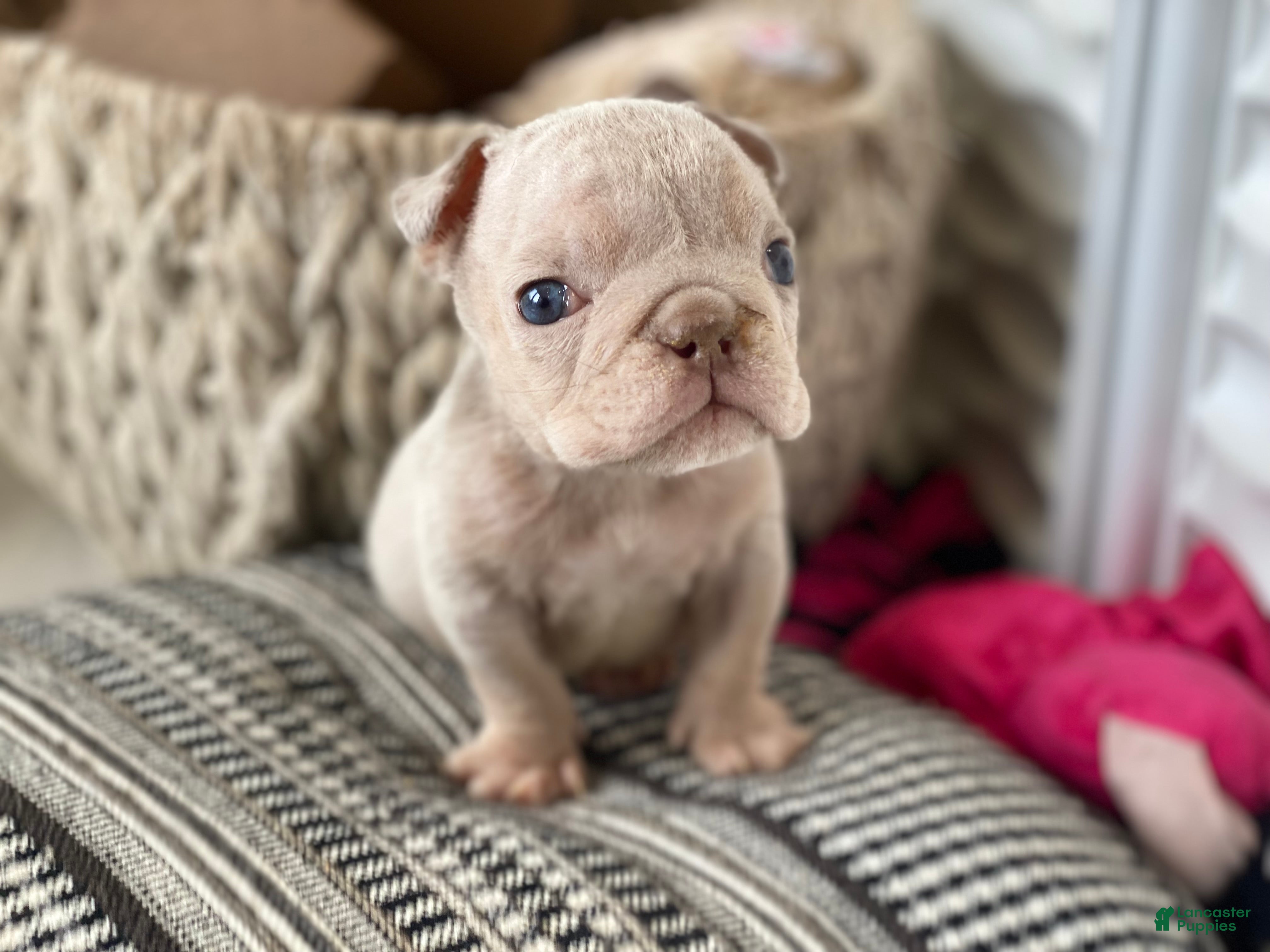 English Bulldog dogs Elio - Cleft Palate - Ad 20