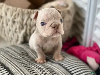 English Bulldog dogs Elio - Cleft Palate - Ad 20