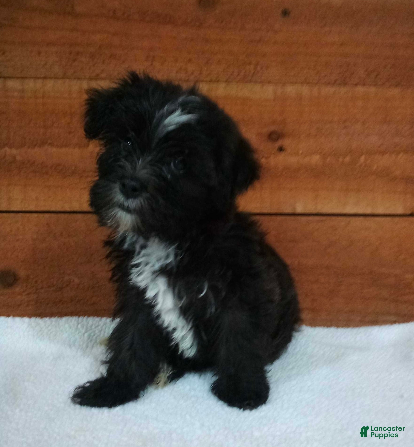 Morkie dogs for sale: Bella - Ad 2