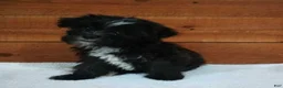 Morkie dogs for sale: Bella - Ad 2
