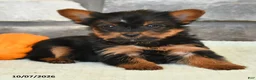 Yorkshire Terrier dogs for sale: Norm - Ad 3
