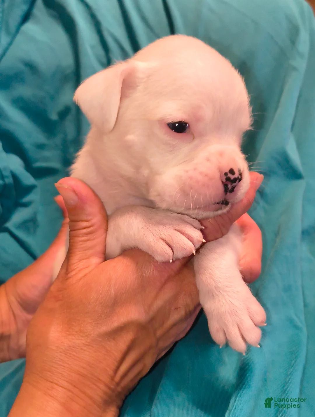 Boxer dogs for sale: Spearmint - Ad 1