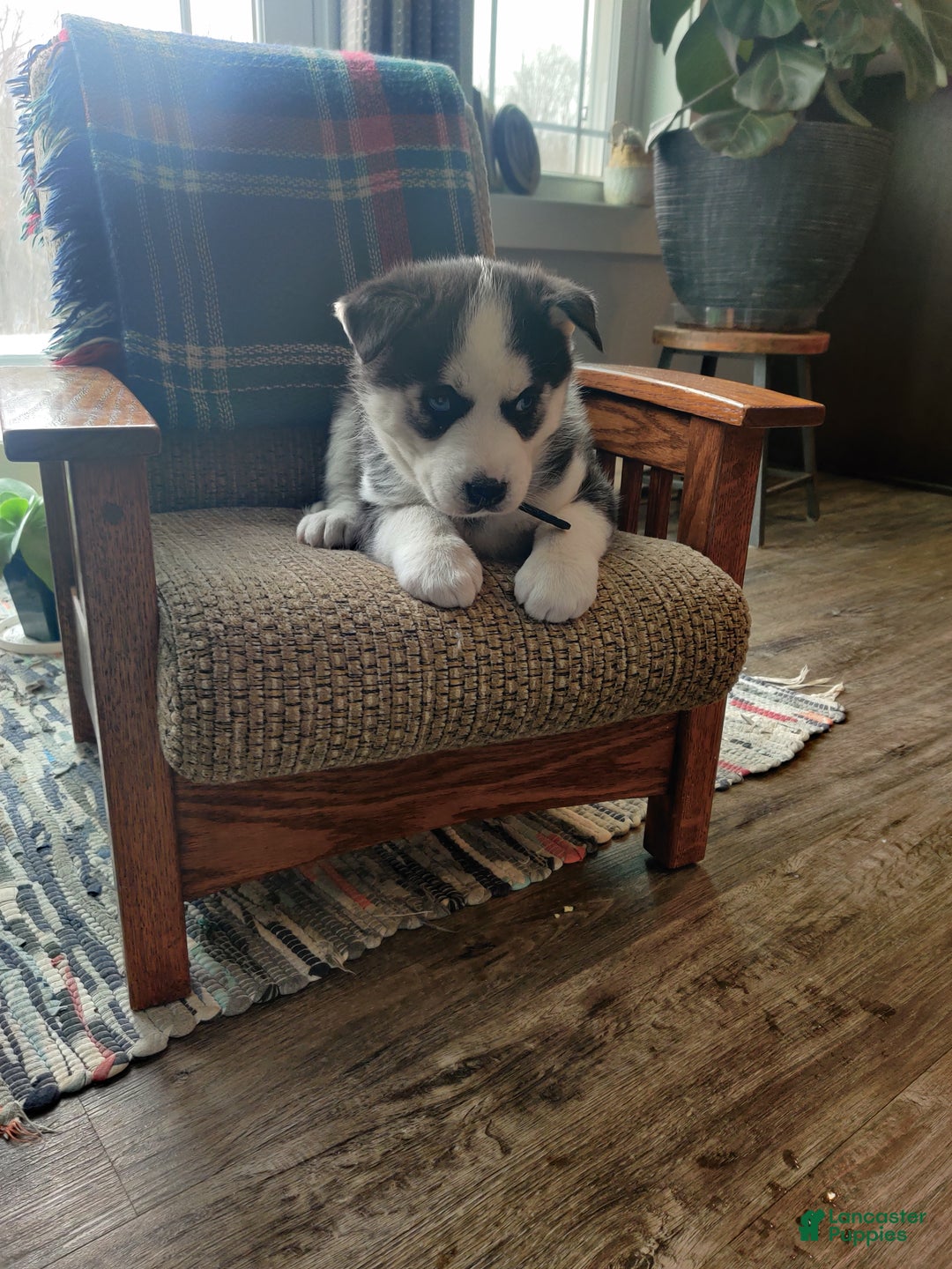 Siberian Husky dogs for sale: Aslan - Ad 6