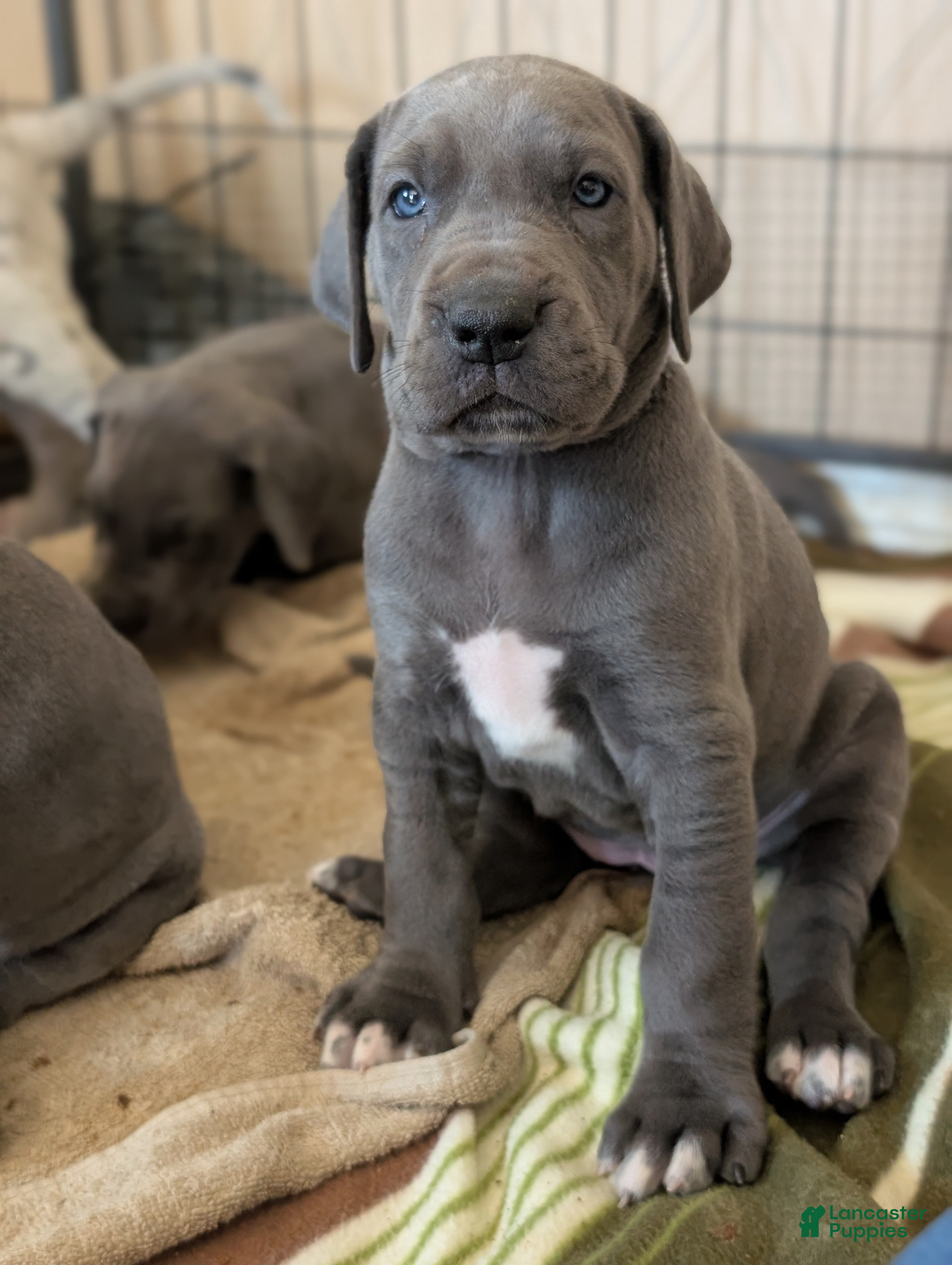 Great Dane dogs Great Dane Puppy 4 - Ad 1