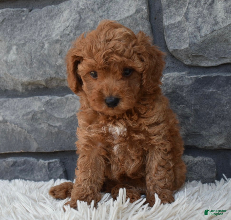 Toy Poodle dogs Cuddles  - Ad 2