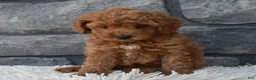 Toy Poodle dogs for sale: Cuddles  - Ad 2