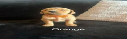 Golden Retriever dogs for sale: Orange 🧡 - Ad 1