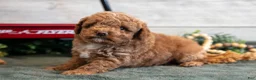 Mini Goldendoodle dogs for sale: Santos - Ad 2