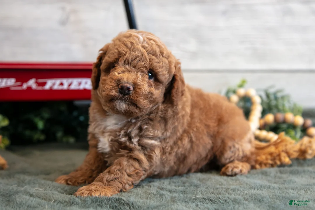 Mini Goldendoodle dogs for sale: Santos - Ad 2