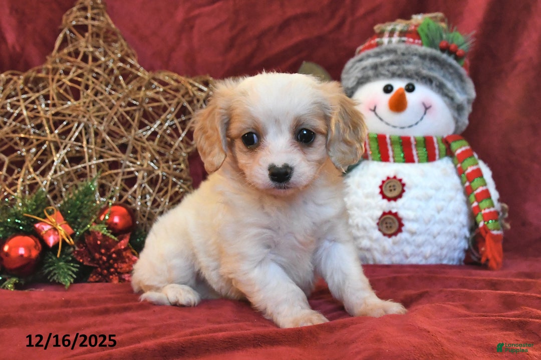 Cavachon dogs for sale: Benji - Ad 5