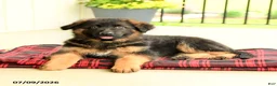 German Shepherd dogs for sale: Roselle - Ad 4