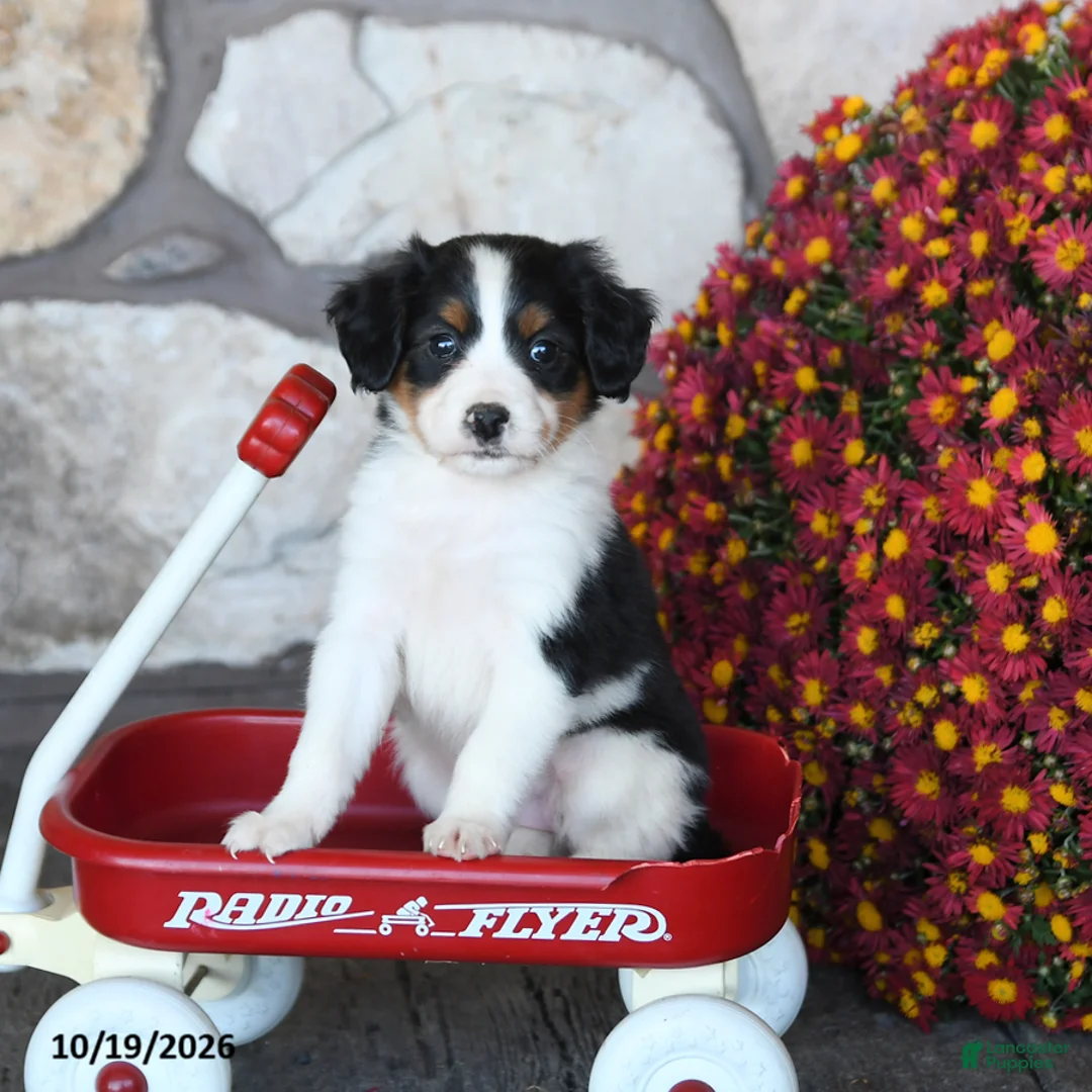 Mini Bernedoodle dogs for sale: Daisy - Ad 1