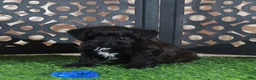 Yorkiepoo dogs for sale: Hershey Kisses Snuggly Male Yorkie-poo Puppy - Ad 3