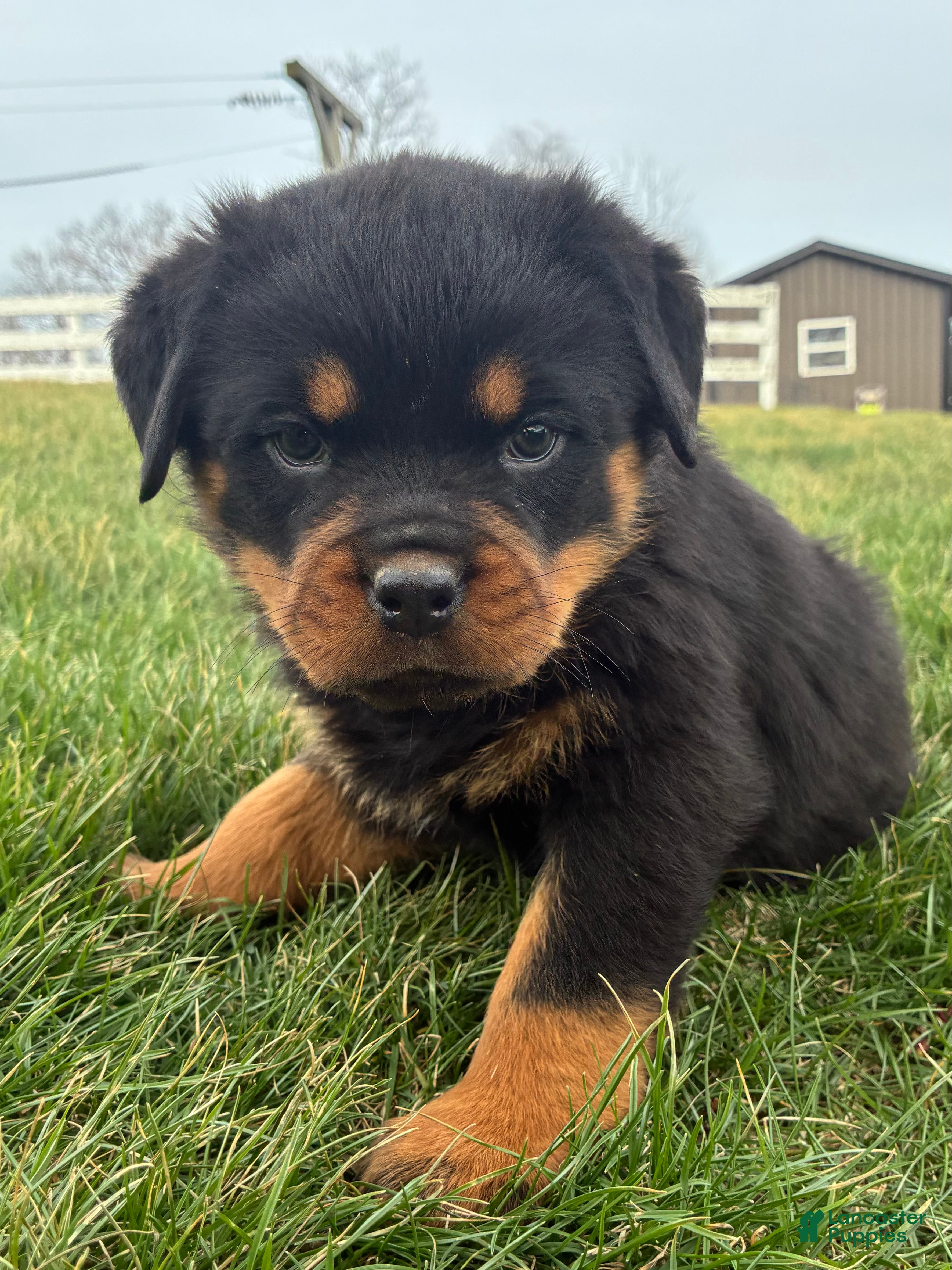 Rottweiler dogs Becca - Ad 2