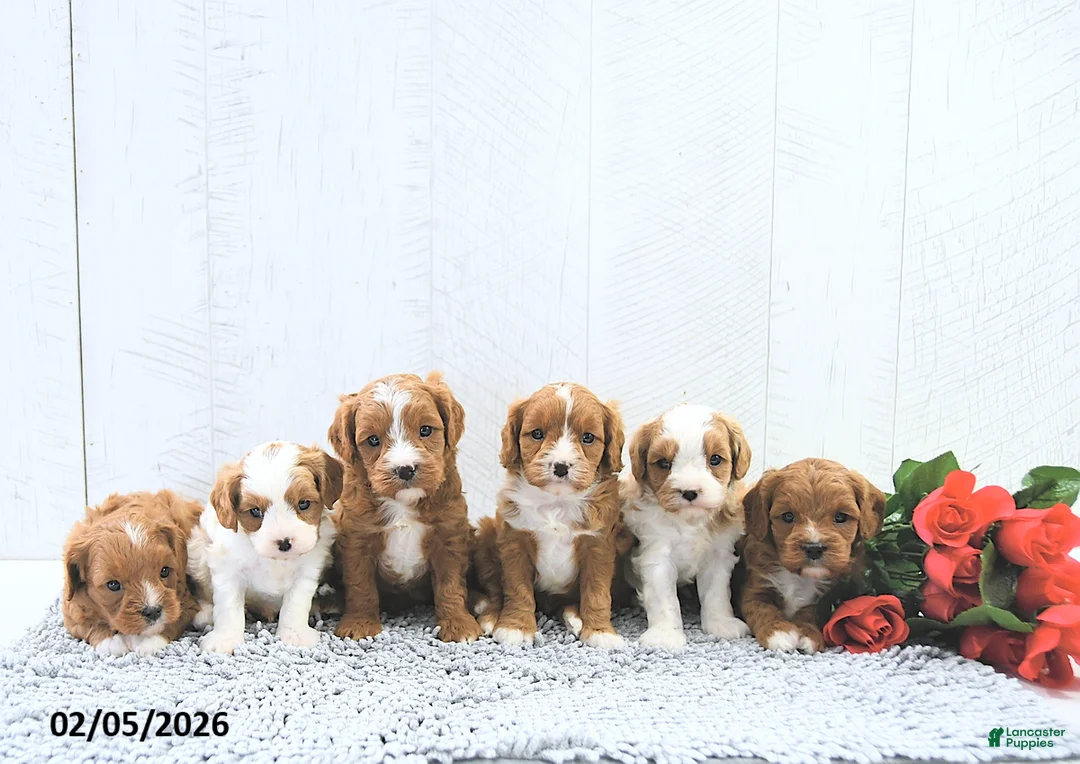 Cavapoo dogs for sale: Megan - Ad 3